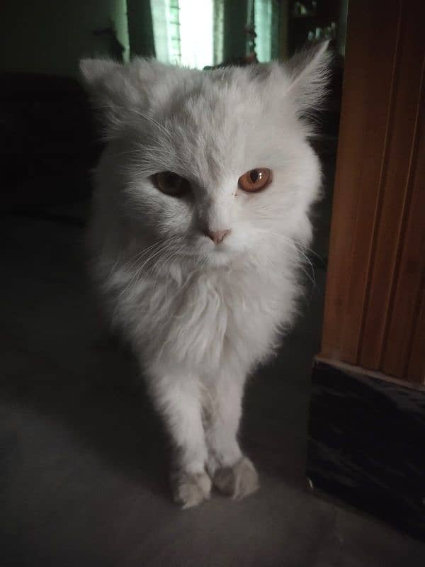 Persian cat for sale 0