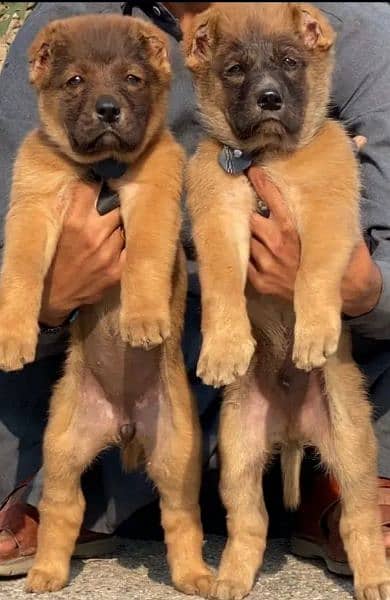 Turkish kangal dogs far sale 03287576736 call wahtasp 0