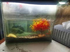 Aquarium with 4 fish and pump