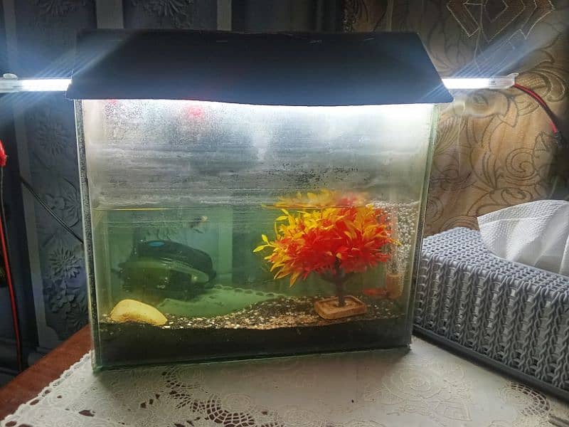 Aquarium with 4 fish and pump 1