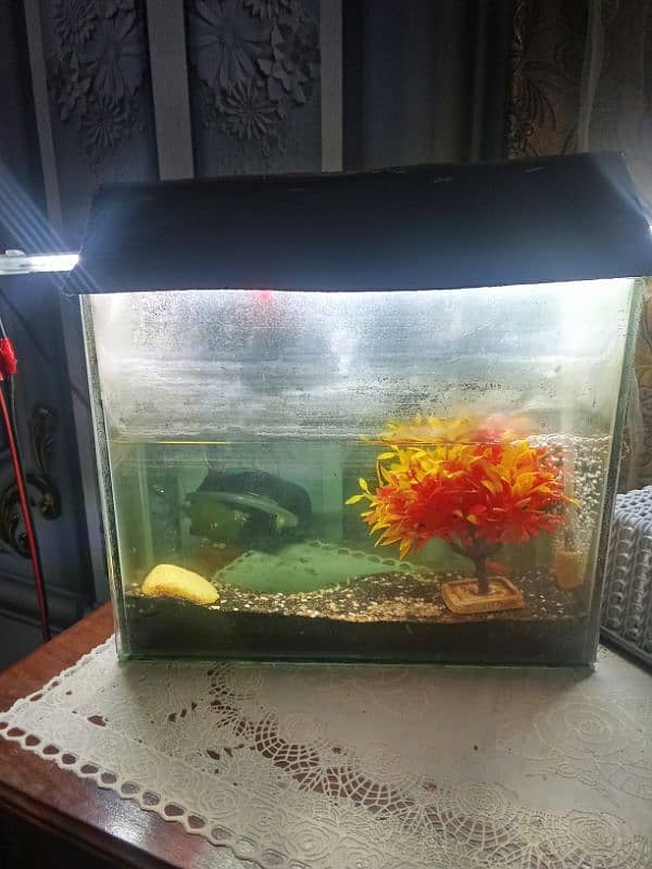 Aquarium with 4 fish and pump 2