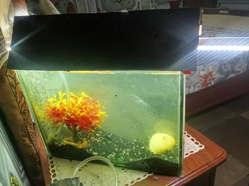 Aquarium with 4 fish and pump 3