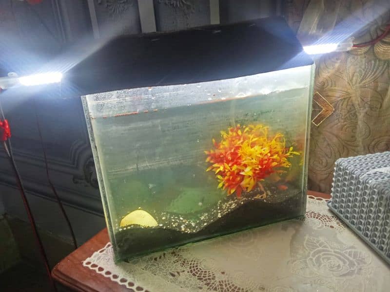 Aquarium with 4 fish and pump 4