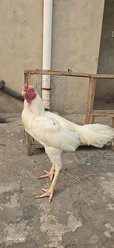 Paper white heera male age one year 0