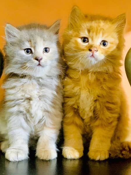 Persian Kitten Available triple coated 0