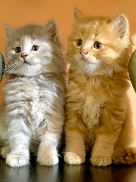 Persian Kitten Available triple coated 2