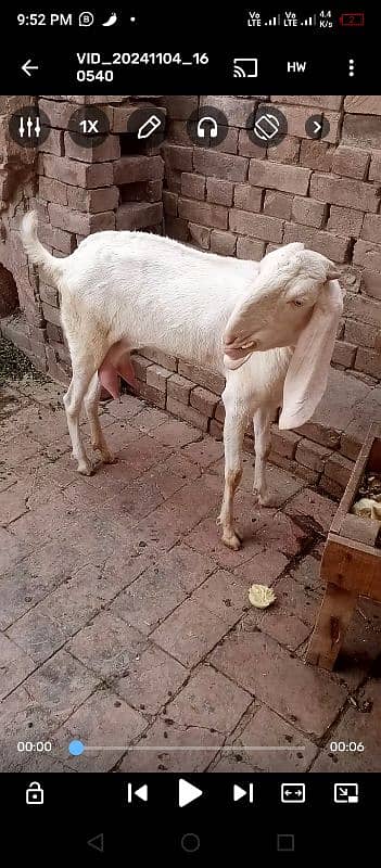 Rajan puri bakri 1