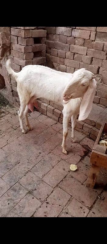 Rajan puri bakri 2