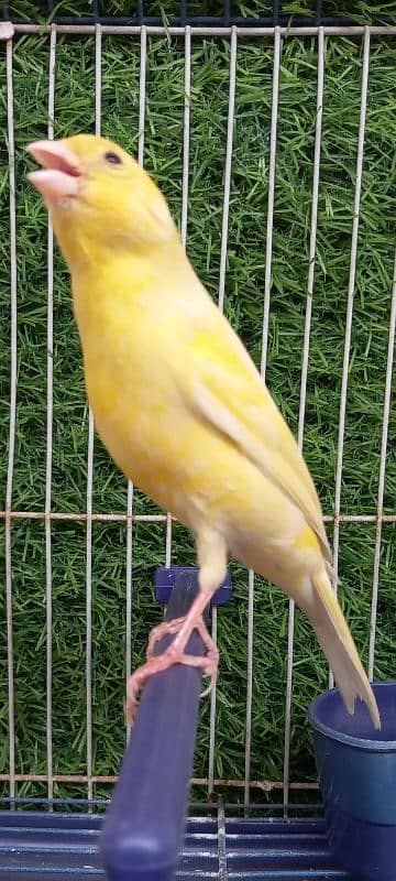 SINGING CANARIES MALES FOR SALE 0