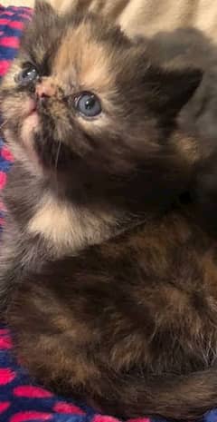 calico black beauty persian  kitten Available for sale