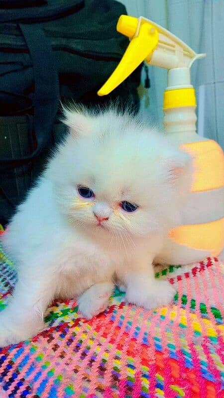 Persian cat for sale male or female my WhatsApp03253211388 0