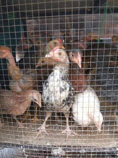 desi misri chicks for sale