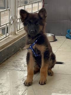 German Shepherd Puppy