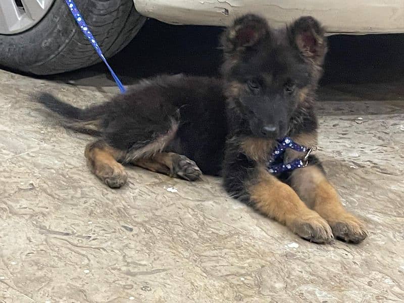 German Shepherd Puppy 1