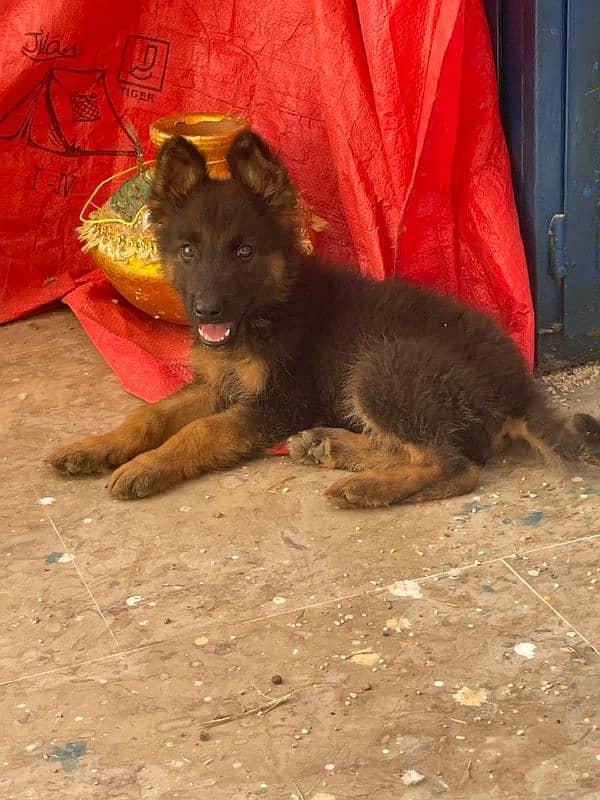 German Shepherd Puppy 2