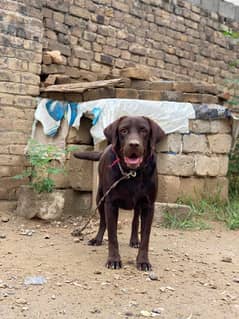 Labrador full train