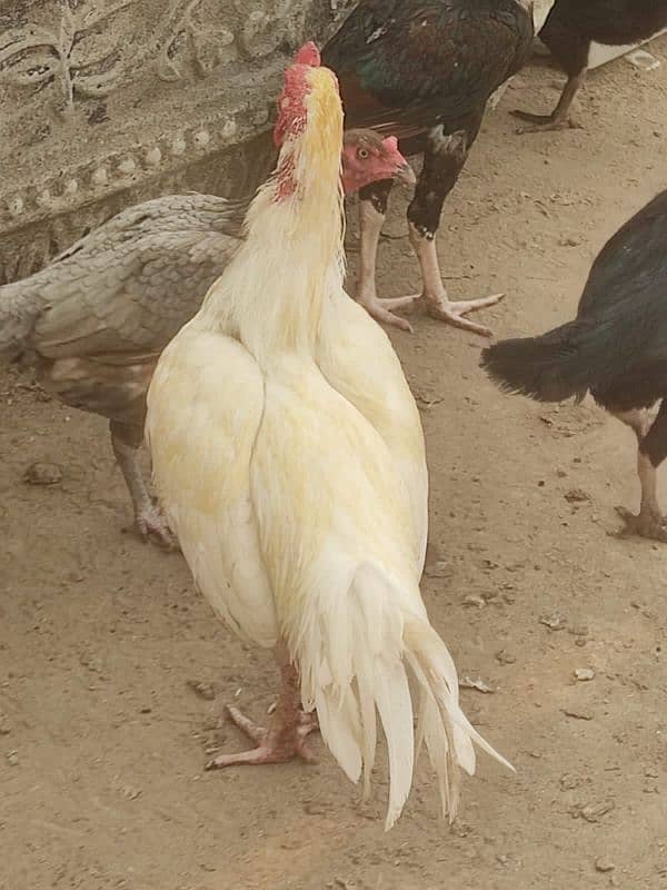 Ayam cemani, aseel, white silki 2