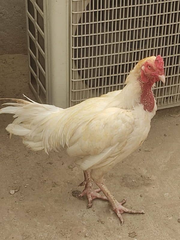 Ayam cemani, aseel, white silki 3