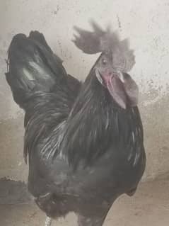 Ayam cemani, aseel, white silki