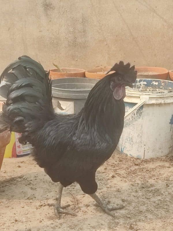 Ayam cemani, aseel, white silki 7