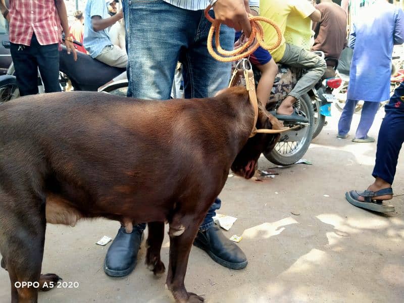 Chocolate Labrador Pregnant 0