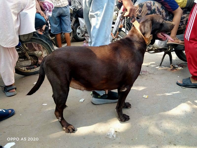 Chocolate Labrador Pregnant 1