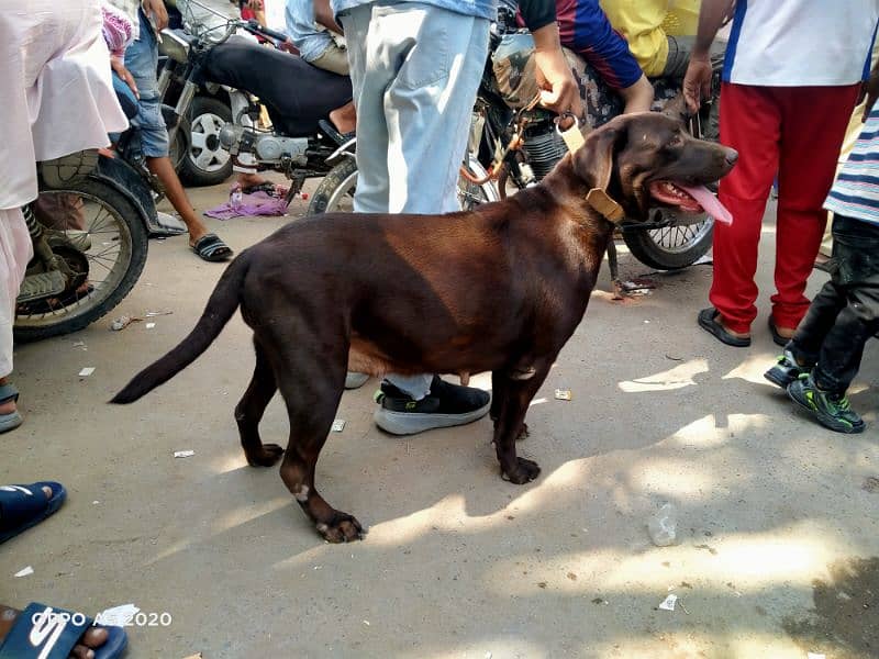 Chocolate Labrador Pregnant 2