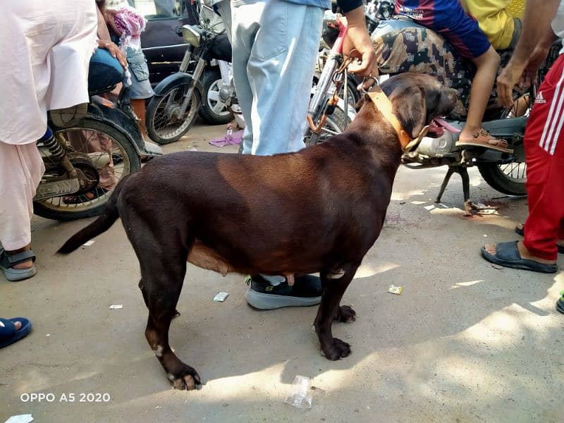 Chocolate Labrador Pregnant 3