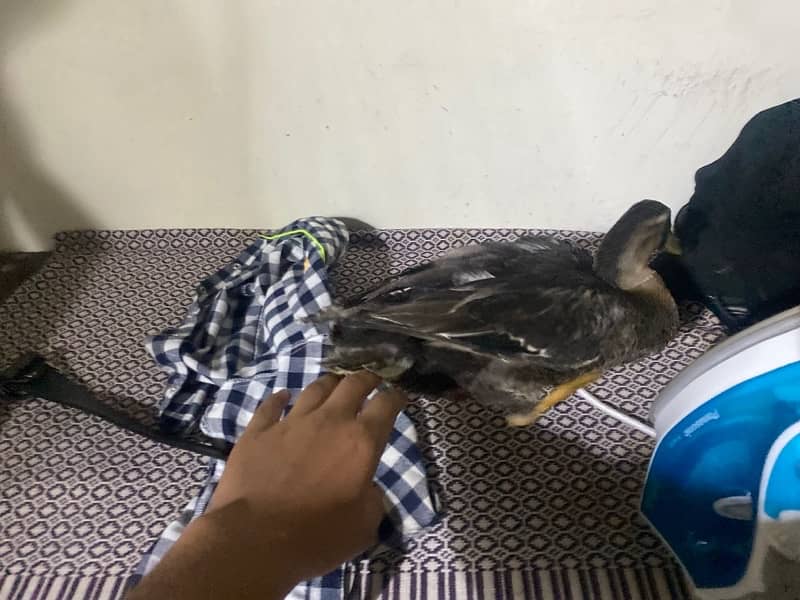 ducks healthy urgent sale negotiable 2