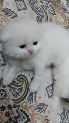 punch face extreme punch kittens/ Persian