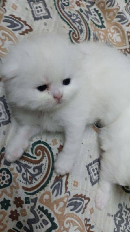 punch face extreme punch kittens/ Persian 0