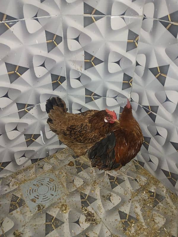 Aseel pair ,and Desi hen pair with chick for sale 3