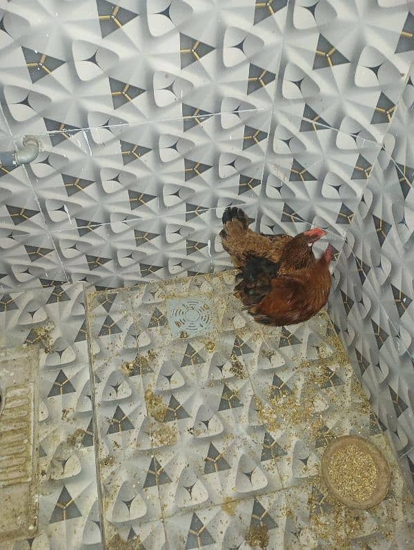 Aseel pair ,and Desi hen pair with chick for sale 13