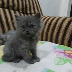 Persian kittens beautiful