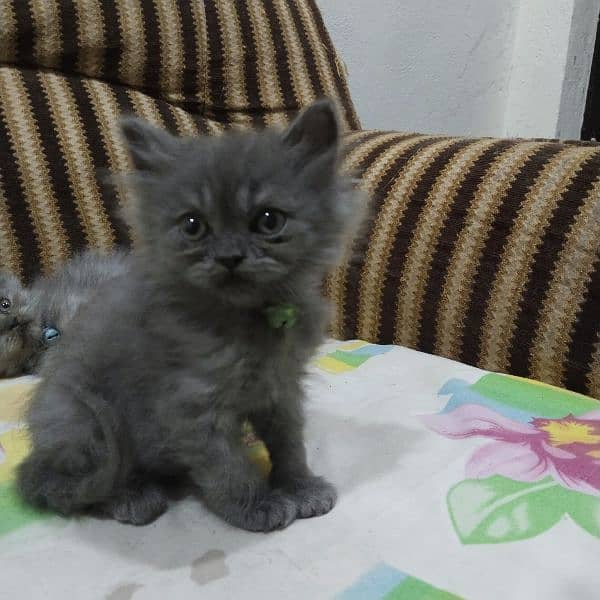 Persian kittens beautiful 0