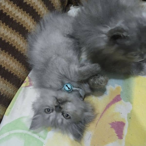 Persian kittens beautiful 1