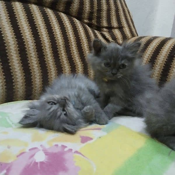 Persian kittens beautiful 4