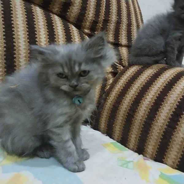 Persian kittens beautiful 5