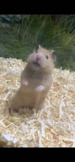 hamster breeder male for sale