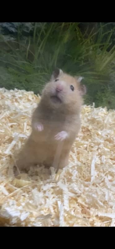 hamster breeder male for sale 0