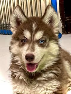 puppies available for sale,Siberian Husky puppies