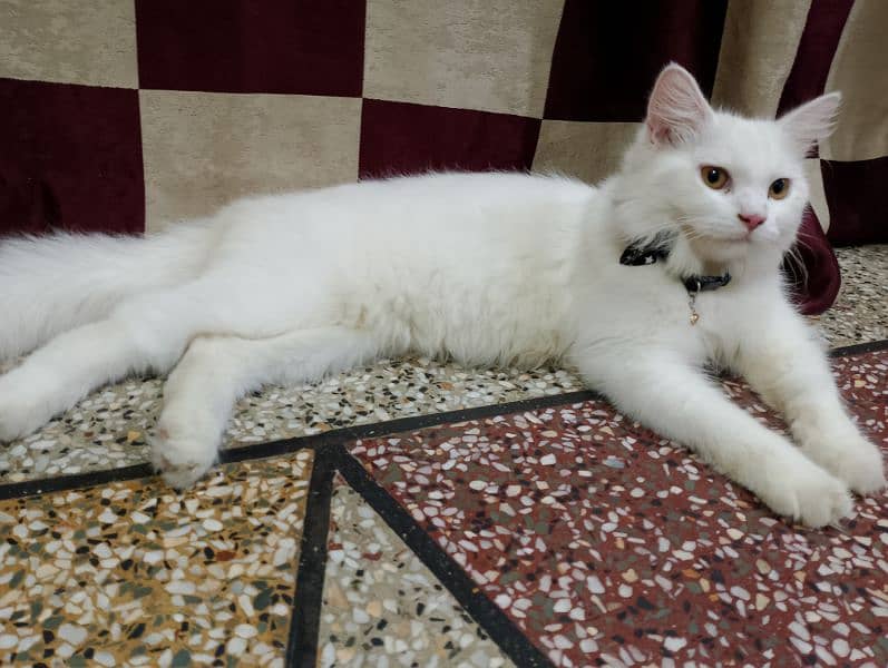 parsian male cat sale Karna hai 8 month ka hai 2