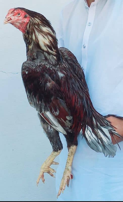 breeder Aseel murg 0