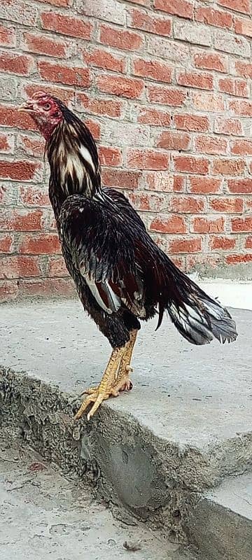 breeder Aseel murg 1