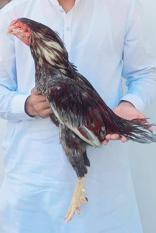 breeder Aseel murg 2