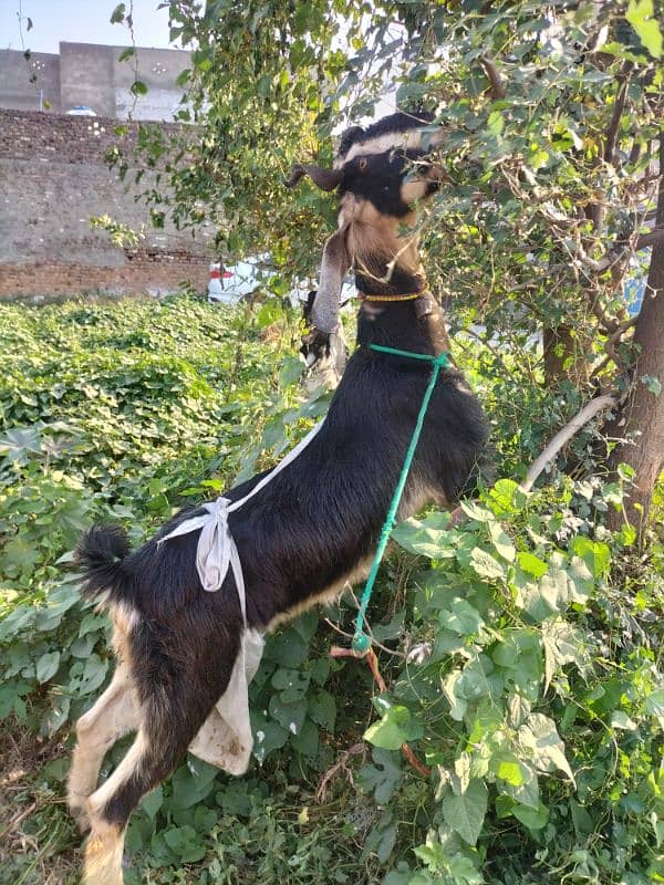 nachi bakri dancer breed heavey double bone 1