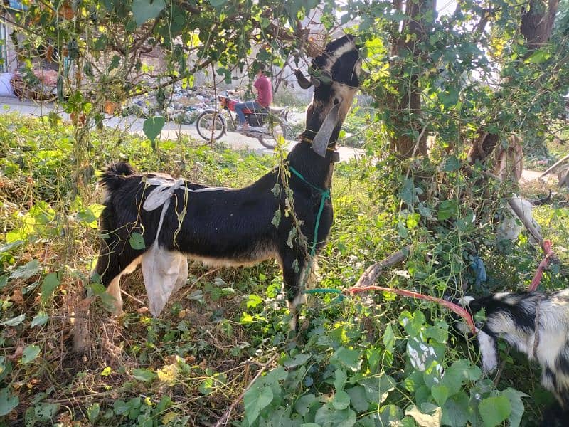 nachi bakri dancer breed heavey double bone 3