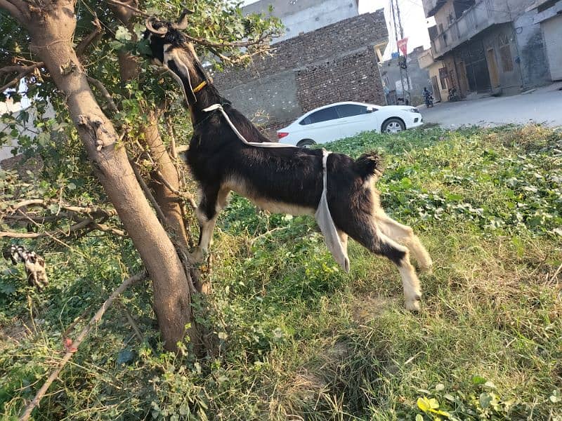 nachi bakri dancer breed heavey double bone 4