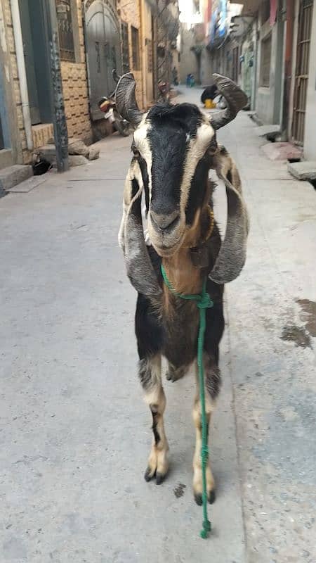 nachi bakri dancer breed heavey double bone 9