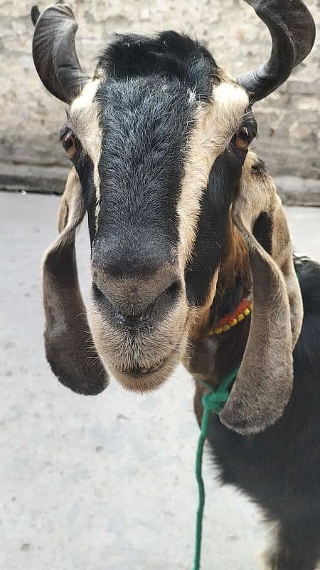 nachi bakri dancer breed heavey double bone 10